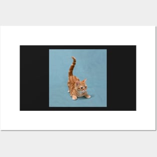 Tabby Kitten Pounce Posters and Art